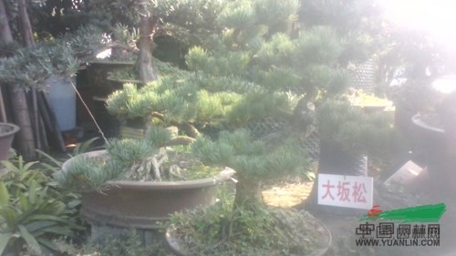 杭州蕭山花市不溫不火 盆栽花卉競相爭艷